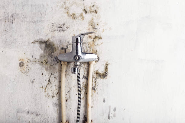 Mold Testing and Removal in Dickinson, ND