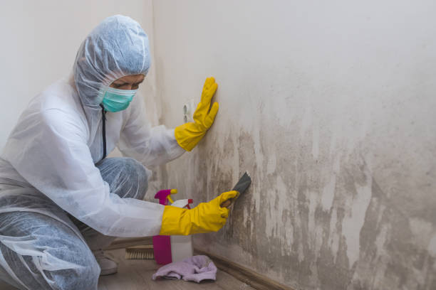 Best Mold Removal Company Near Me  in Dickinson, ND