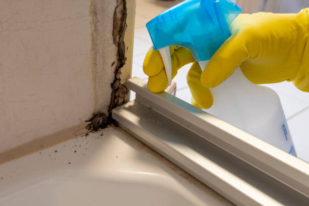 Best Commercial Mold Removal  in Dickinson, ND