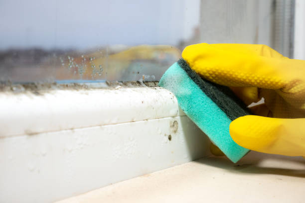 Best Mold Testing  in Dickinson, ND