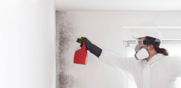 Best Office Mold Removal Services  in Dickinson, ND