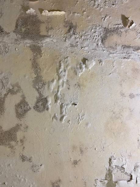 Best Toxic Mold Removal  in Dickinson, ND
