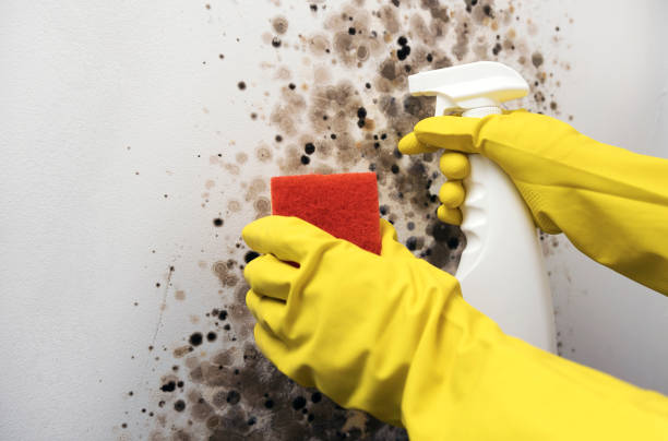 Best Emergency Mold Removal  in Dickinson, ND