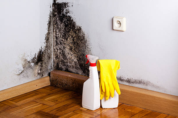 Best Best Mold Removal Companies  in Dickinson, ND