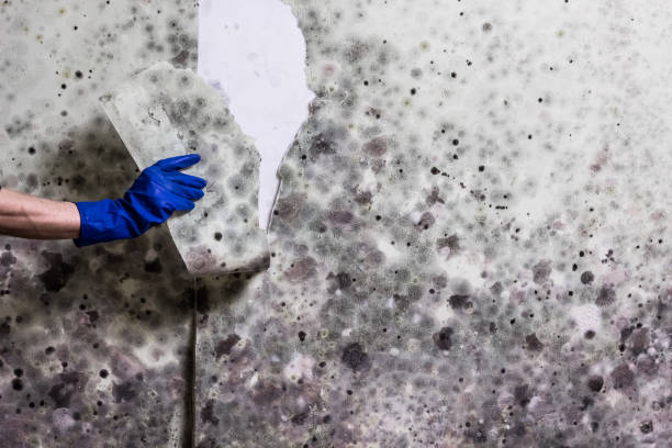 Best Mold Removal Process  in Dickinson, ND