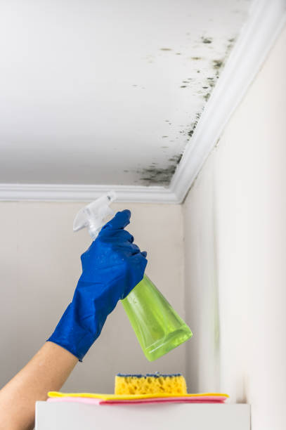 Best Black Mold Removal  in Dickinson, ND